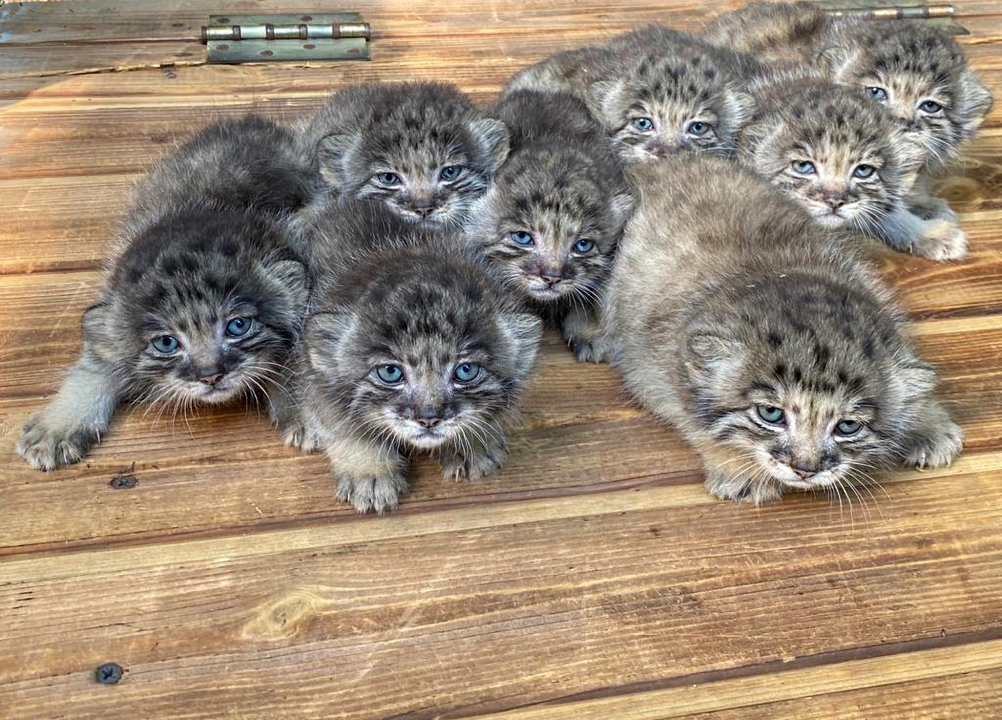 a total of 16 adorable wild kittens with large, bright blue eyes were born ...