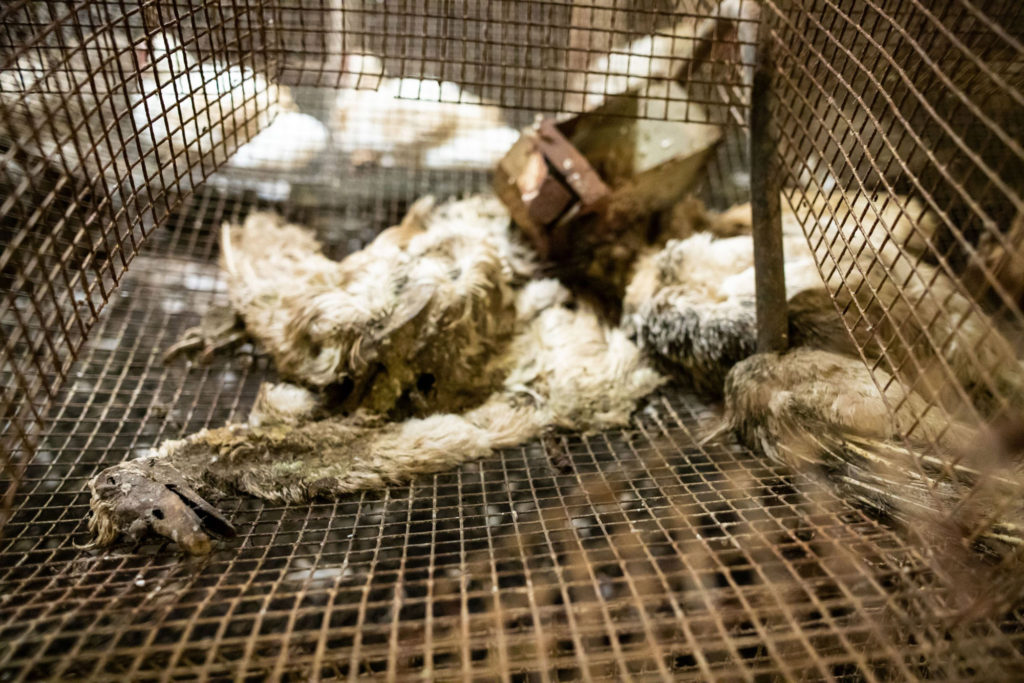 Gruesome Images Show True Cost of Gourmet Foie Gras