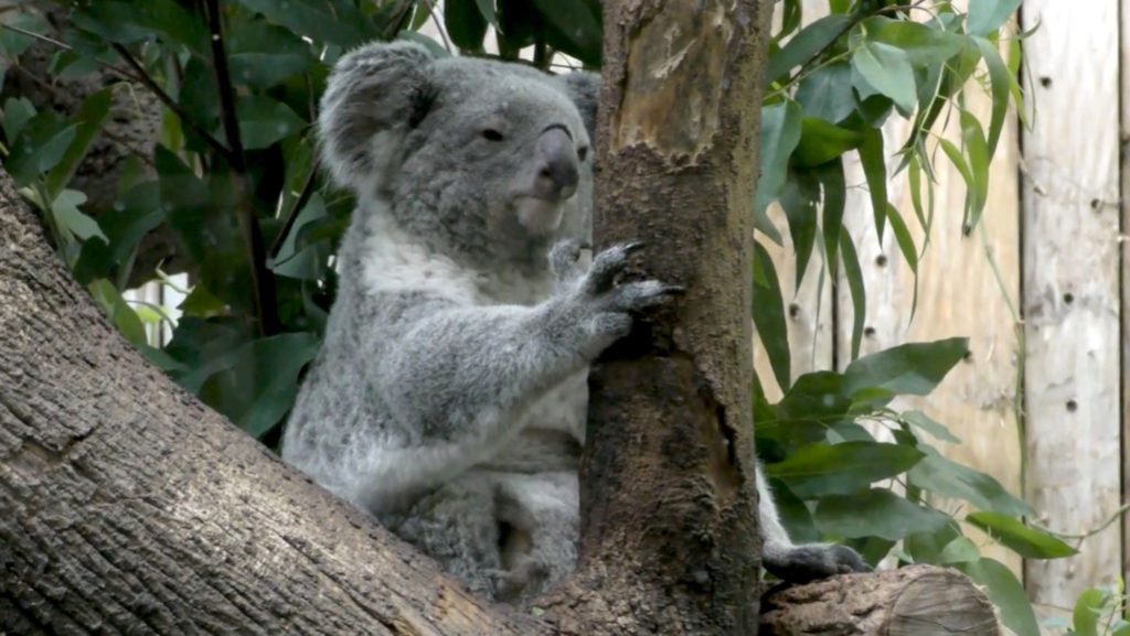 Un-Bear-Ably Cute: Baby Koala Emerges From Mom’s Pouch