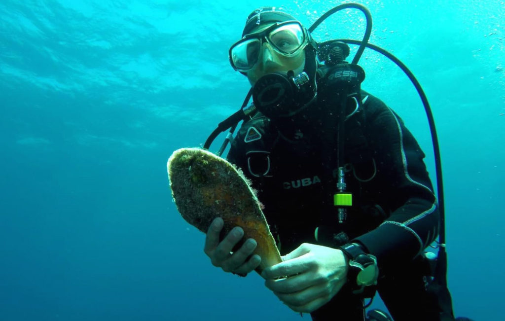 Exotic Fan Mussels Saved From Extinction