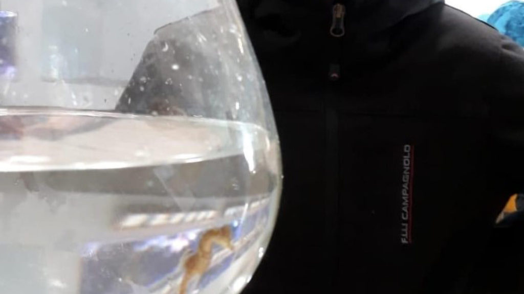 PETA Calls For Captured Seahorse Returned to Habitat