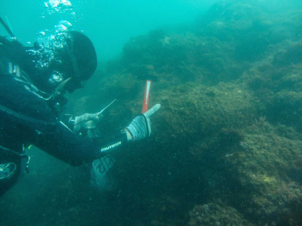 19th-Century British Shipwreck Found off French Coast