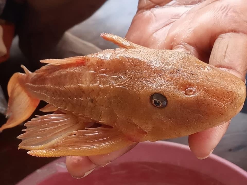 suckermouth catfish