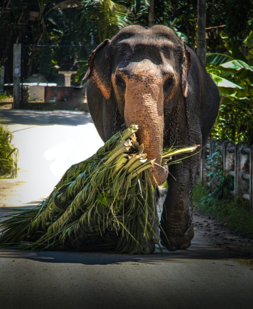 Human-Elephant Conflict Soars in Sri Lanka; Green Activists Blame Habitat Loss