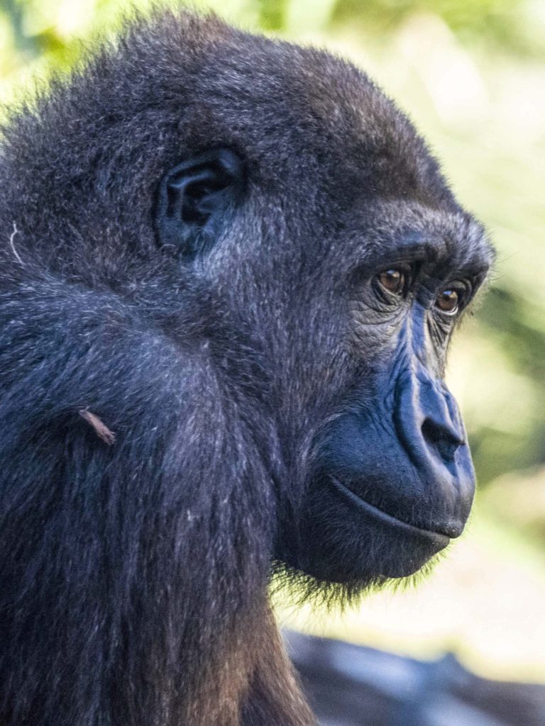 Spain, Cameroon Coordinate Efforts To Save Endangered Gorillas