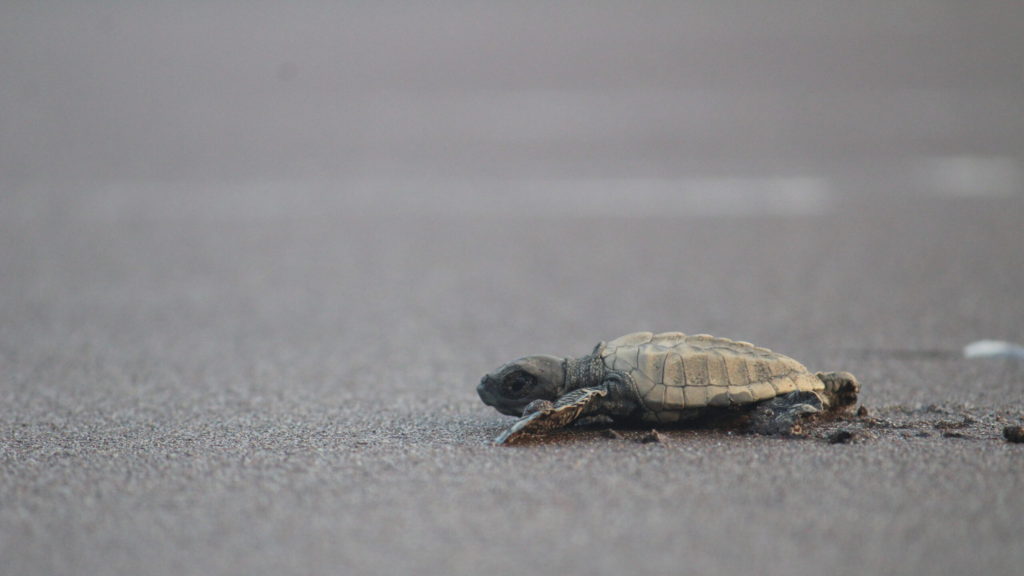 India Pushes For Olive Ridley Turtle Conservation With Satellite Tracking
