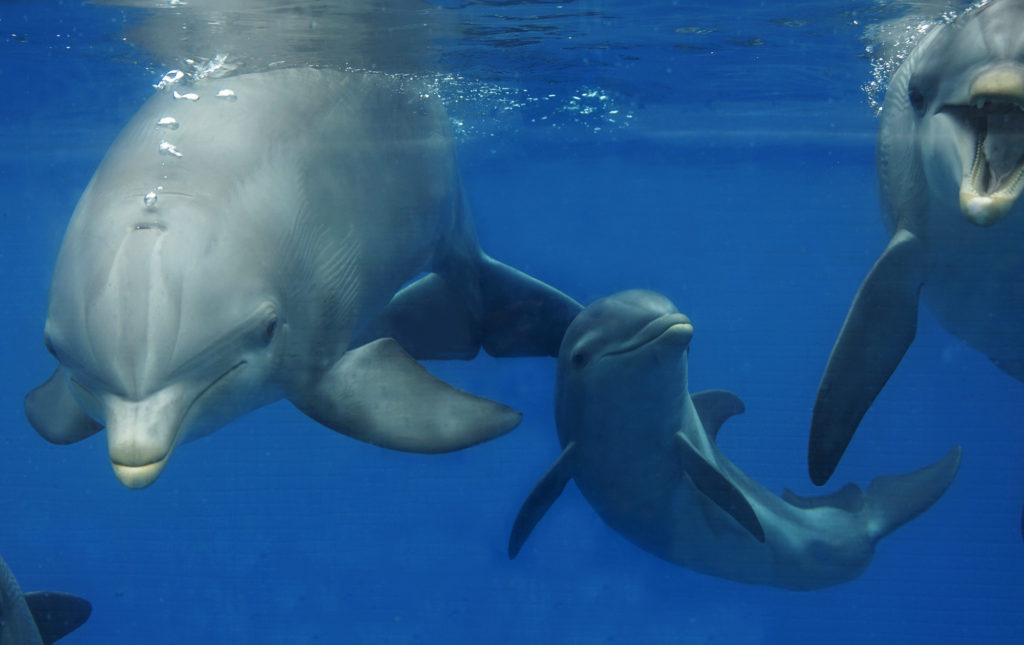 Spanish Aquarium Shows Off Baby Dolphin