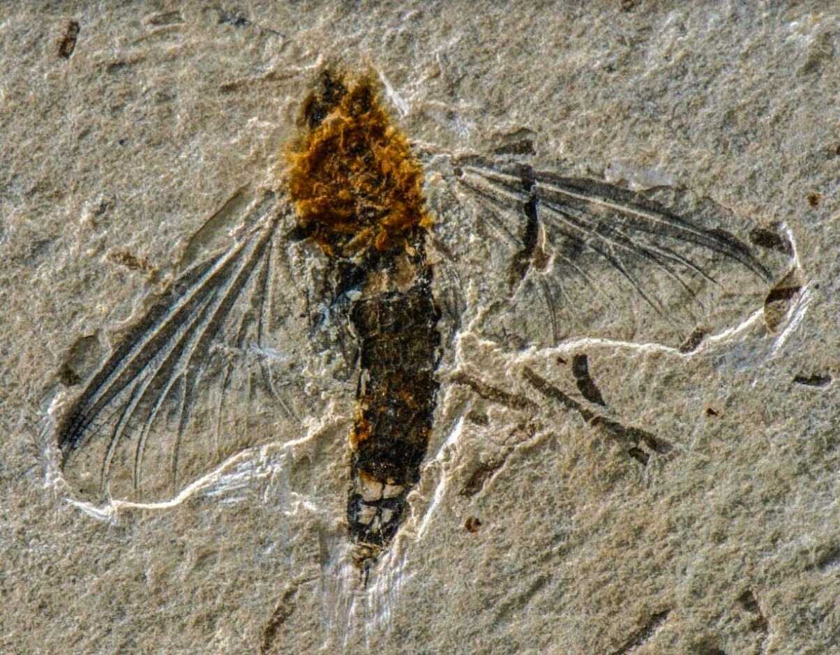 A 125MillionYearOld Mayfly Fossil Found In Brazil The Westside Gazette