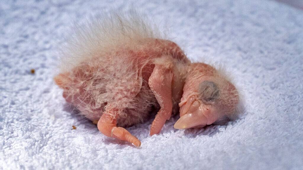 Baby Macaws Born In Wild During Record-Breaking Hatch