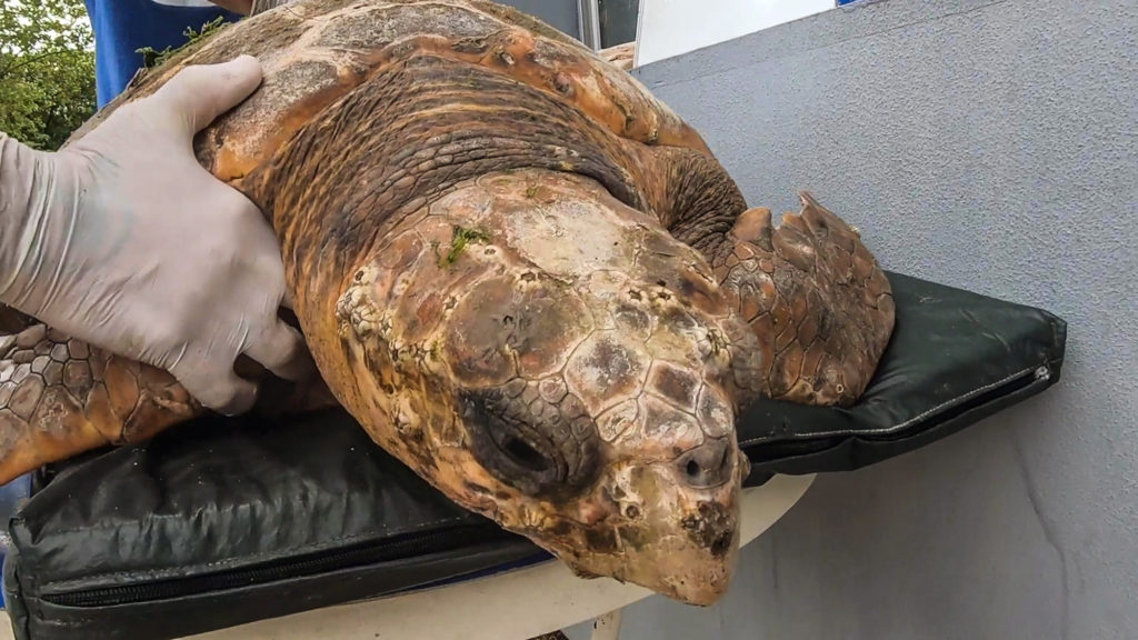 Rare Loggerhead Sea Turtle Rescued From Fishing Net in Argentina - The Westside Gazette