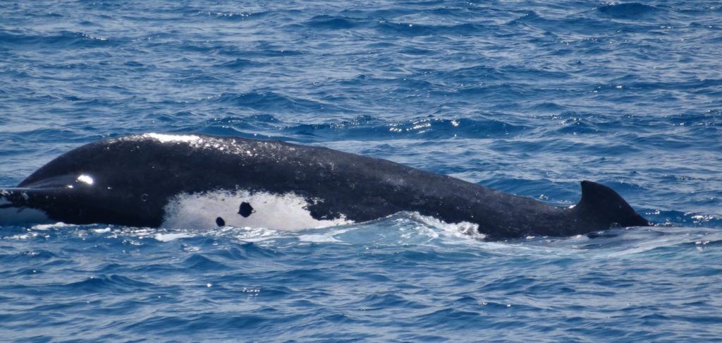 Sri Lanka Orchestrates Herculean Rescue of Beached Pilot Whales