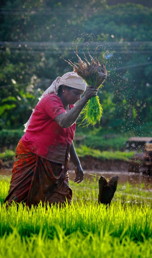Indian Farm AI project Bags IBM Award