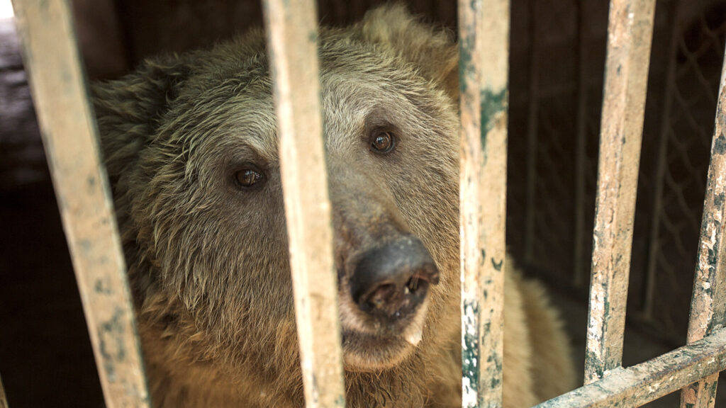 Ex-Dancing Brown Bears Rescued From Run-Down Pakistani Zoo