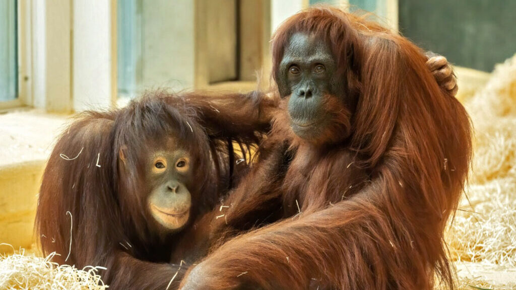 Male Orangutan Goes Ape for New Mate