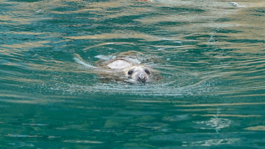 VIDEO: Vets Treat Injured Seal with Antibiotics Fired from a Blowgun