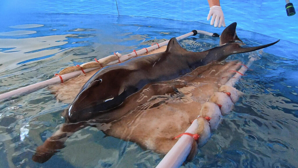 VIDEO: Dolphin Calf Struggles For Survival After Rescued From Argentina Beach
