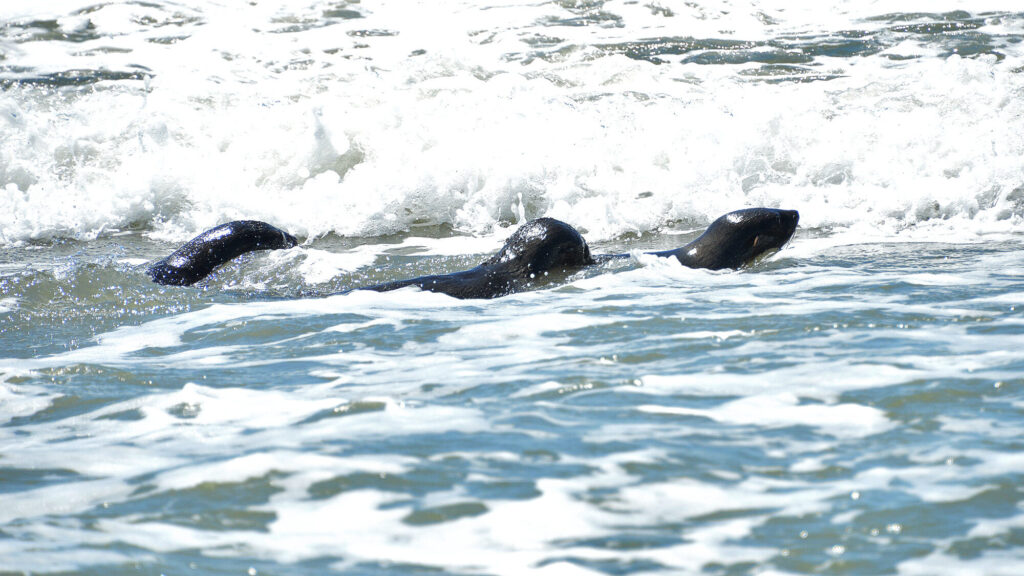 Starving Seal Cubs Back at Sea In Argentina