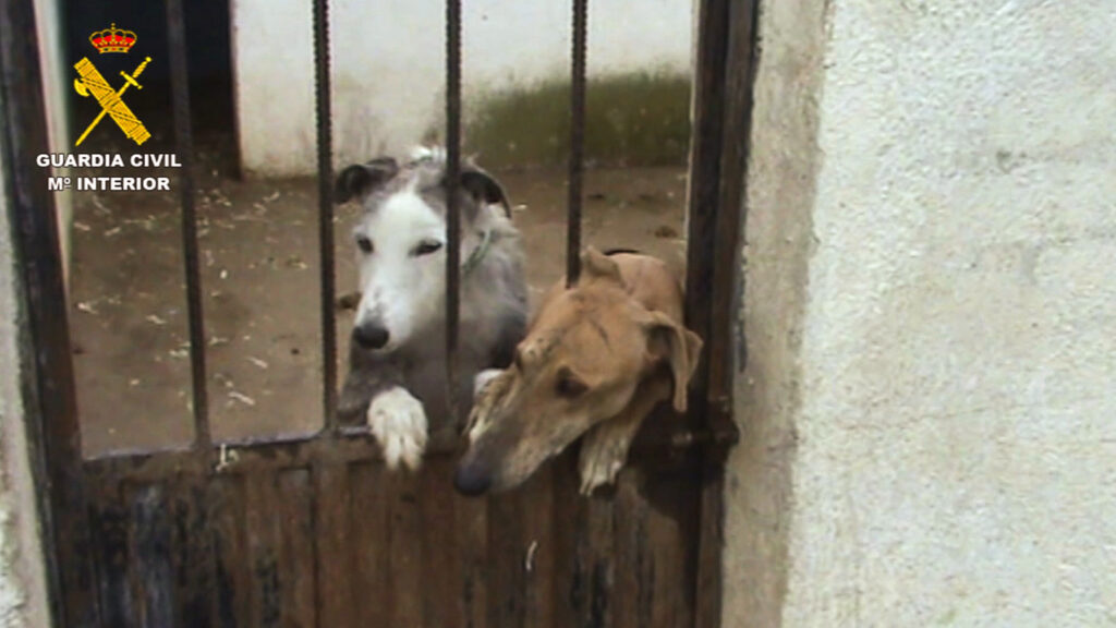 Spanish Authorities Rescue 100 Dogs From Illicit Kennel And Arrest