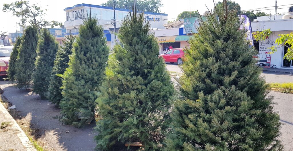 ¿Qué hacer con el árbol de Navidad después de usarlo?