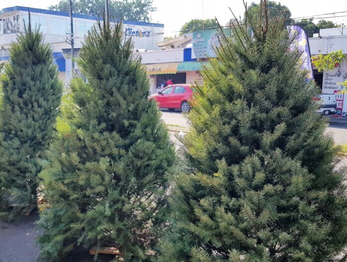 ¿Qué pasa con el árbol de Navidad cuando las fiestas terminan?