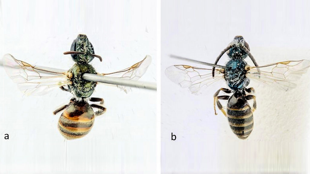 Discovery Of New Species Gives Hope For Wild Bee Preservation