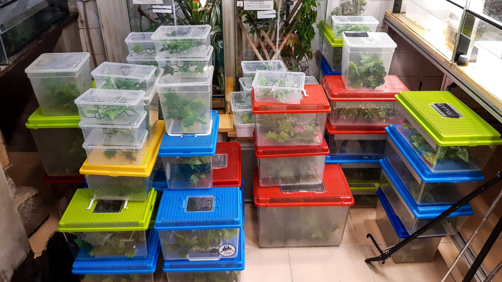 Dozens of Chameleons Rescued From Trafficker at Vienna Airport