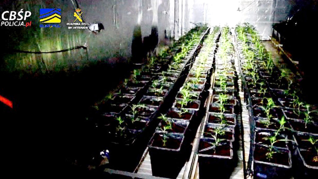 20,000 Cannabis Plants Seized in Europe-Wide Drugs Crackdown