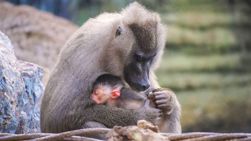 Spanish Zoo Celebrates Birth Of Endangered Baby Drill