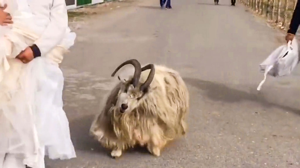 VIDEO: Bride Has Hilarious Photoshoot As Sheep Chases Away Photographer