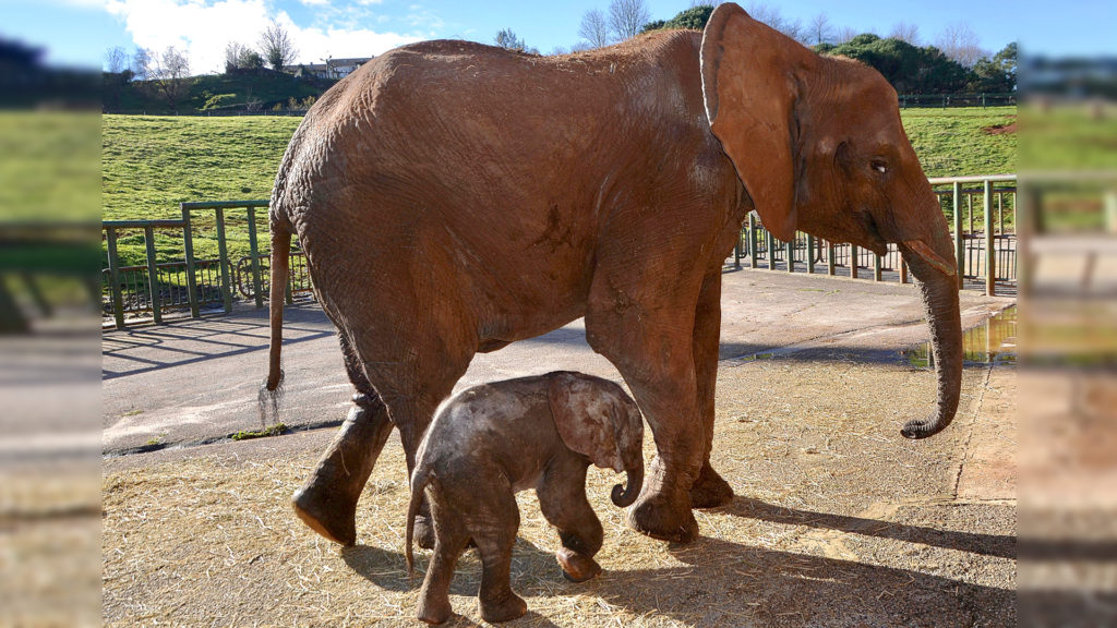 VIDEO: Baby Elephant Marks First 3rd Generation Birth In Spain