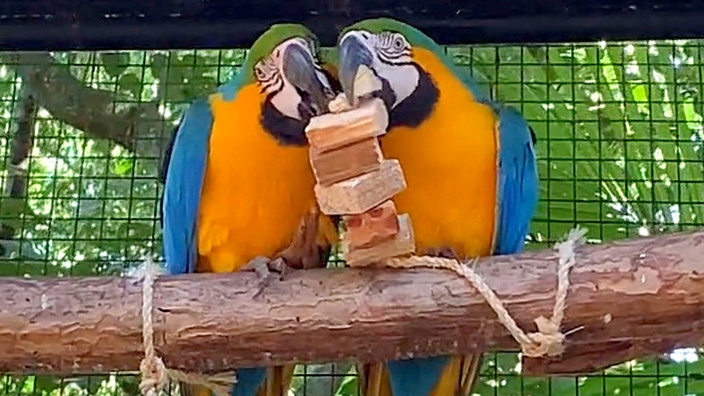 Rare Blue-Throated Macaws Spotted Playing at Bird Park