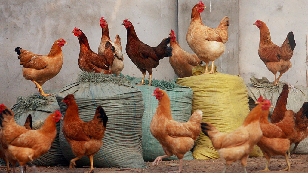 Six States in India Report Outbreak of Avian Flu
