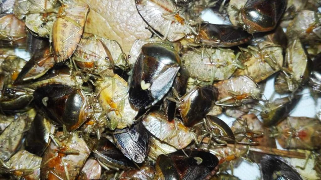 Doesn’t Bug Them: Insect A Popular Treat In Southern Mexico