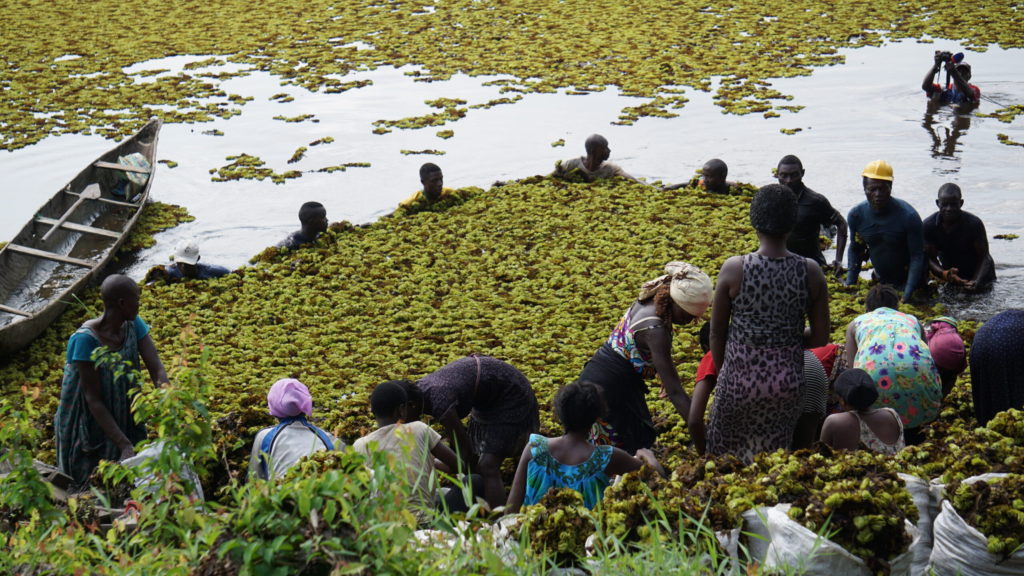 Weeding Out Invasive Plant Critical For Survival Of Protected Species And Fishermen