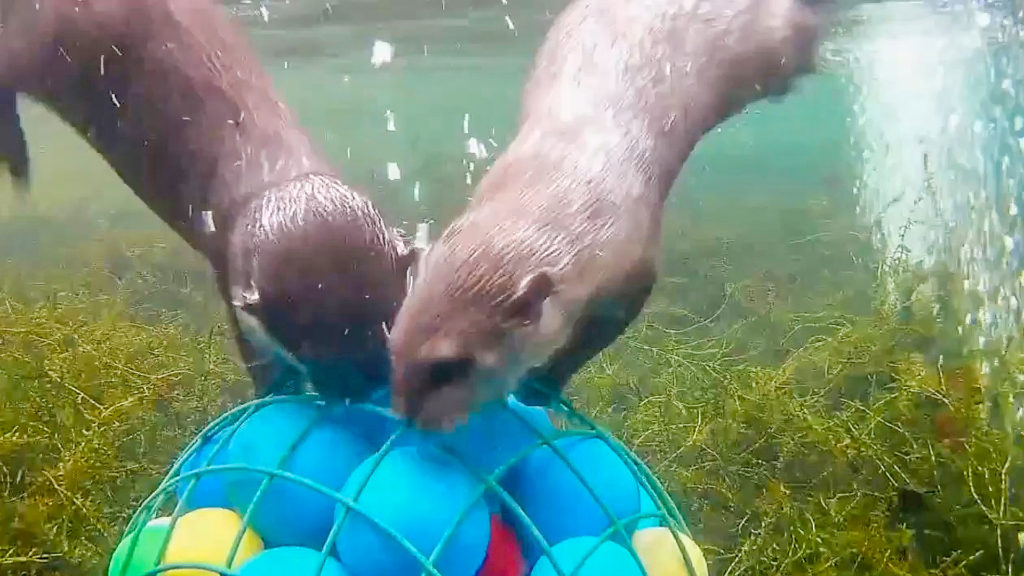 VIDEO: Otter Joy: Carol And Ernie Enjoy Clams And Crabs For Lunch