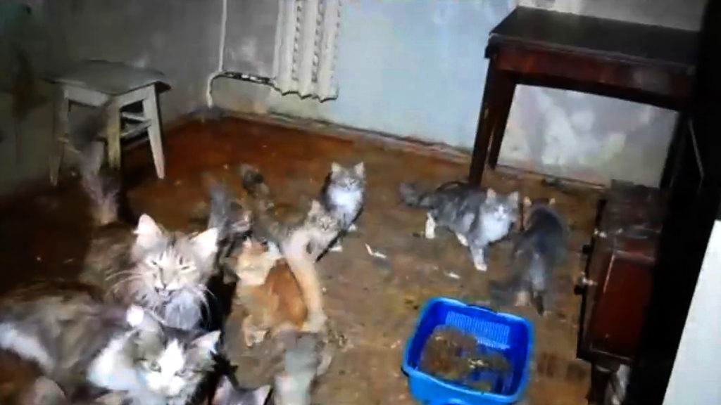 VIDEO: Get Me-Ow-Ta Here: Police Bid To Free 50 Cats Locked In Woman’s Tiny Apartment