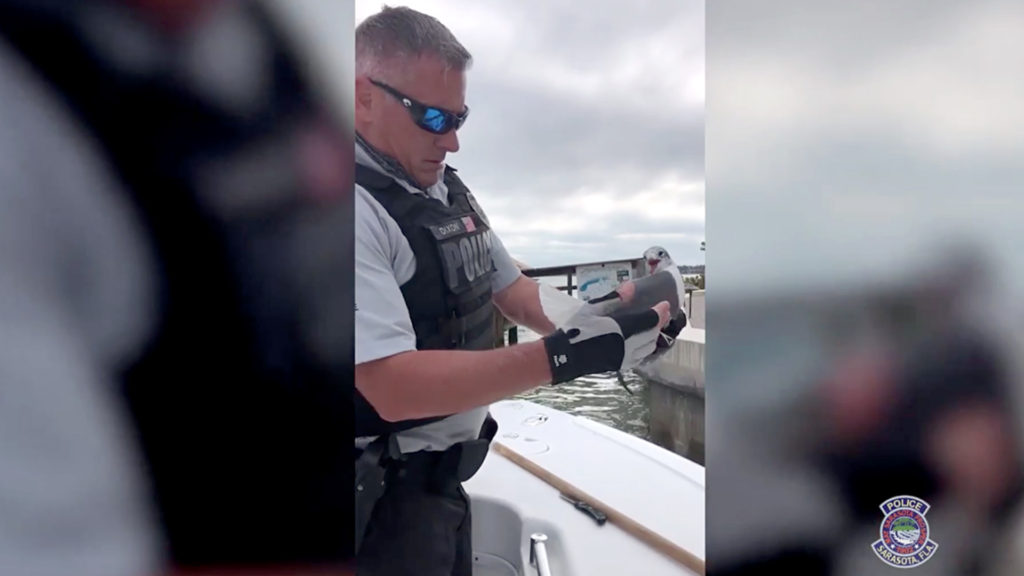 VIDEO: Net Gull-ty: Cop Saves Trapped Gull With Fishing Net