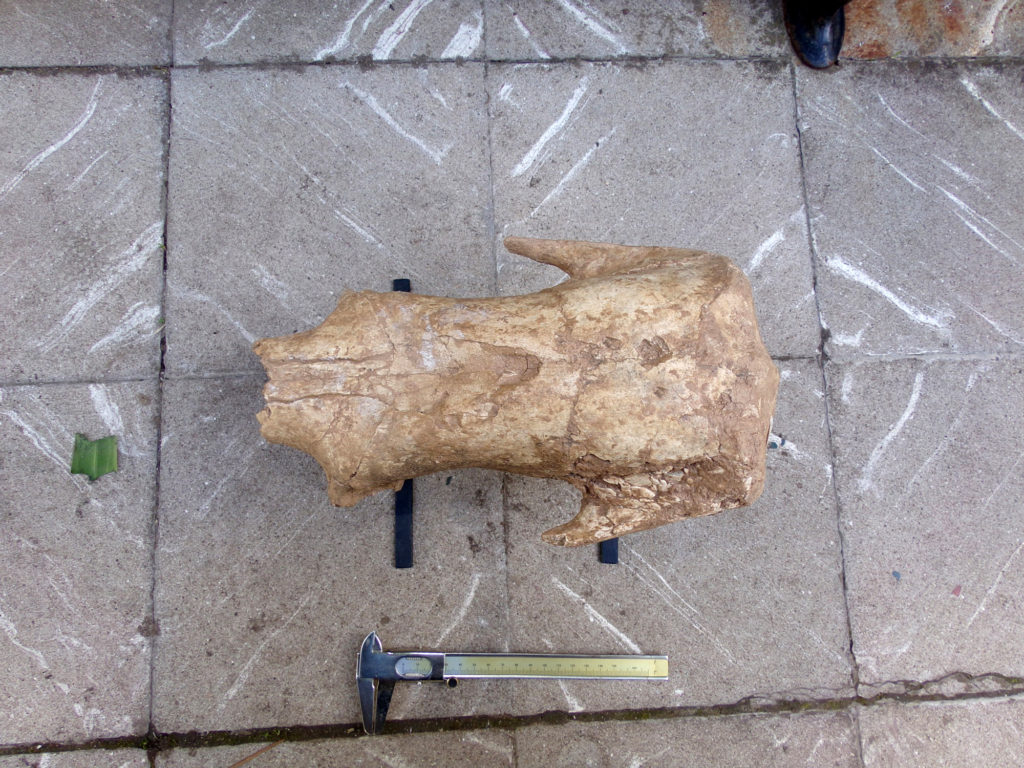 Discovery of Giant Sloth Skull Stands Origin Theory On Its Head