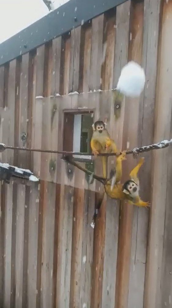 Excited Skull Faced Squirrel Monkeys Catch Snowballs At London Zoo