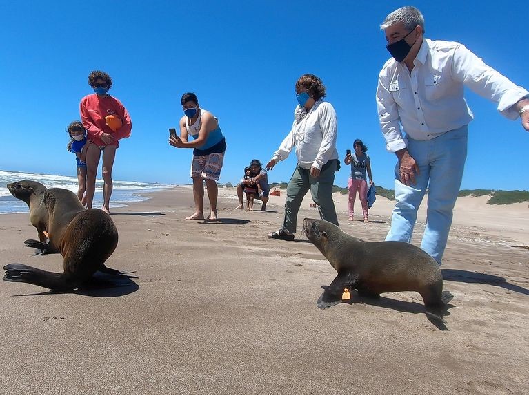 Argentina’s Seal, Sea Lions Starving To Death In Deadly Oceans