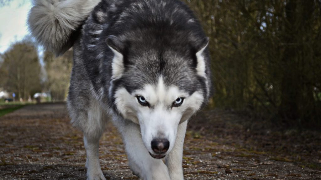 Wolf Escapes from Private Zoo, Attacks Civilians in a Park