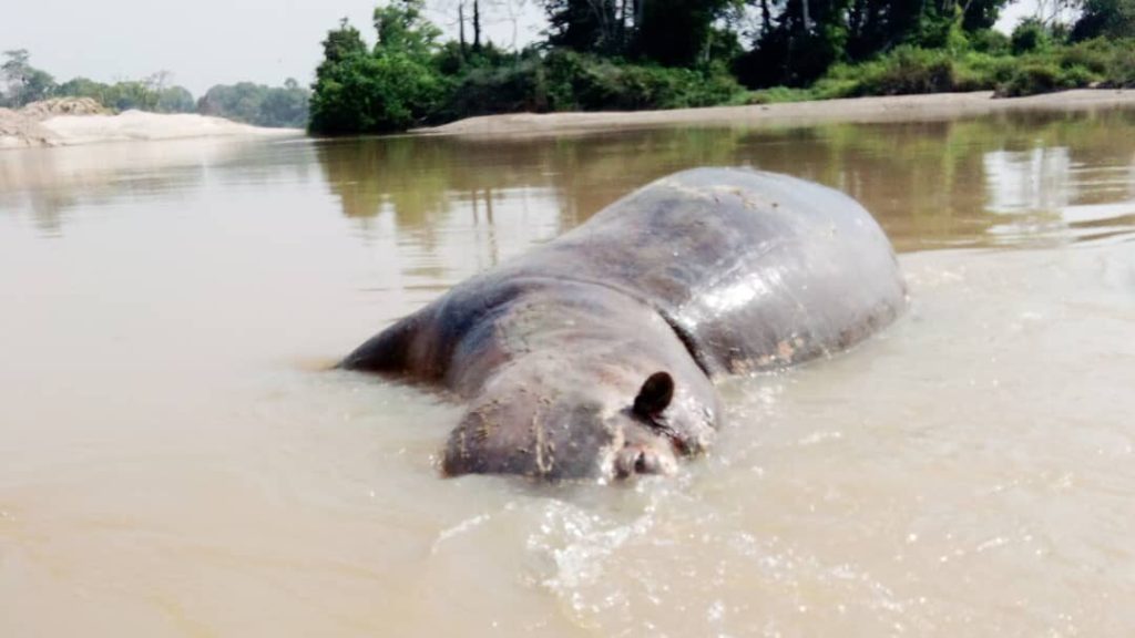 It’s The Pits: Abandoned Gold Mine Holes Dangerous For Hippos, Humans
