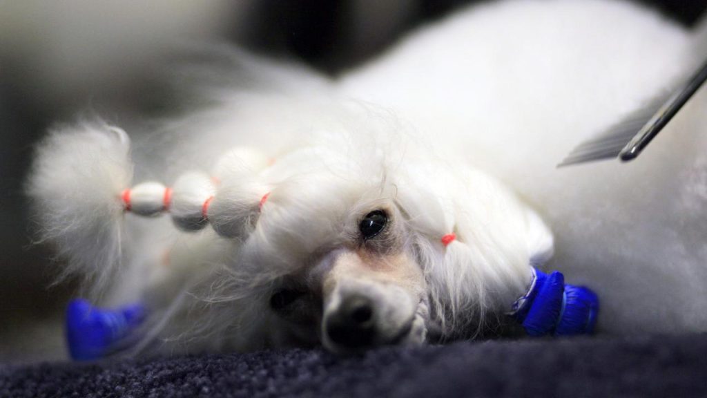 Pedigree Scum: Puppy Scam Fraudster Facing Court