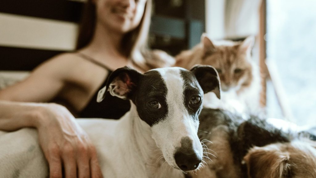 Pandemia afectó también a mascotas