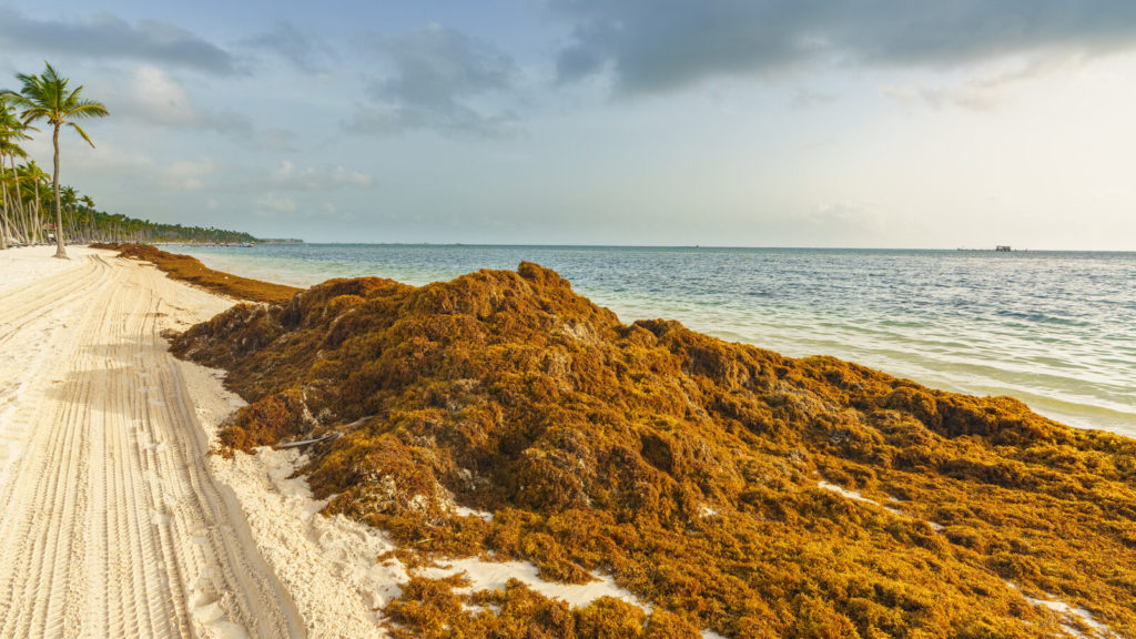 Algae Cleared From Caribbean Beaches Can Power Hotels