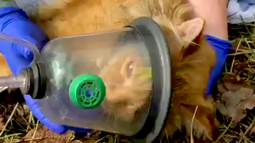 VIDEO: Fur-st Aid Kit: Firefighters Use Oxygen Mask To Save Cat’s Life
