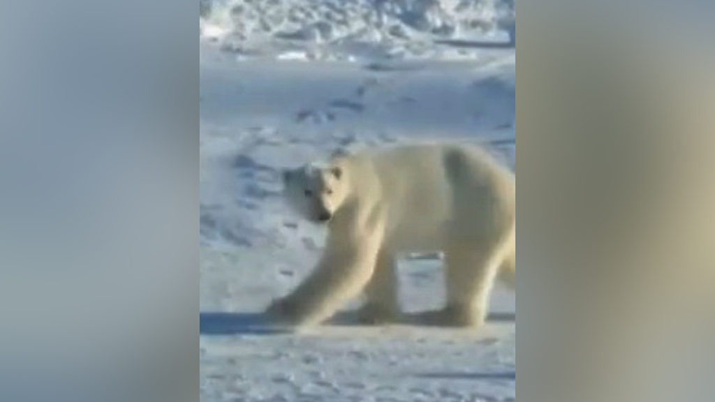 VIDEO: Polar Scare: Hungry Bear Frightened Off With Gunfire As It Heads For Children’s Playground