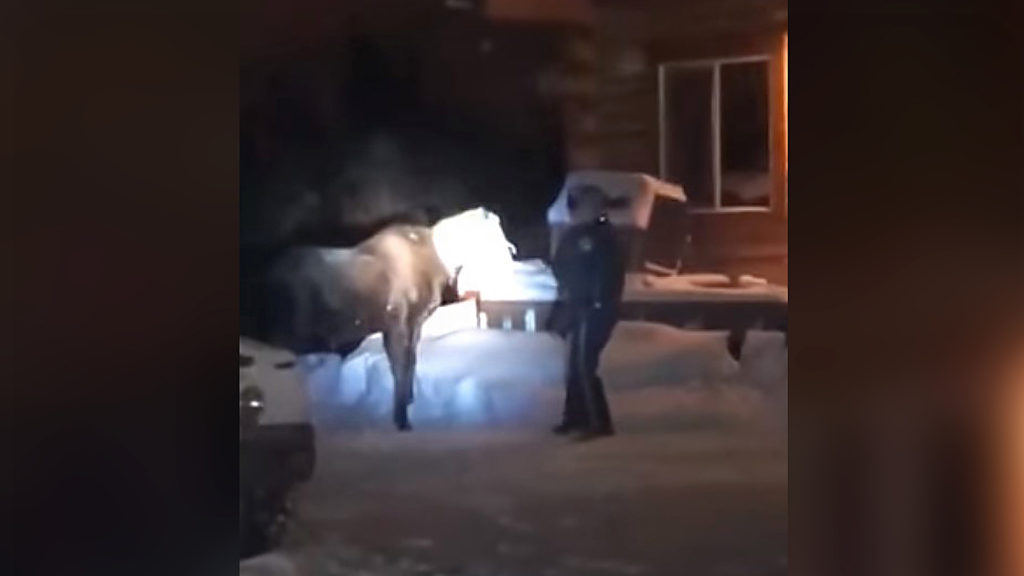VIDEO: Trooper Rescues Young Moose With Bag Stuck On Its Head