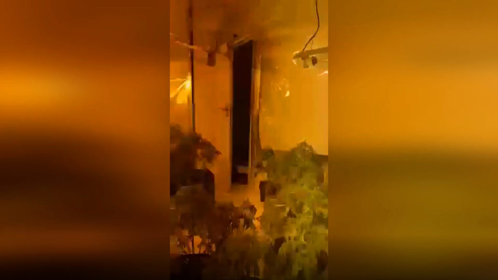 VIDEO: Hast Snagged: Police Raid USD700,000 Cannabis Farm