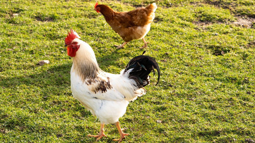 Cocky Tale: Bird Kills Owner At Illegal Fight